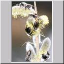 Andrena vaga - Weiden-Sandbiene -09- 02.jpg